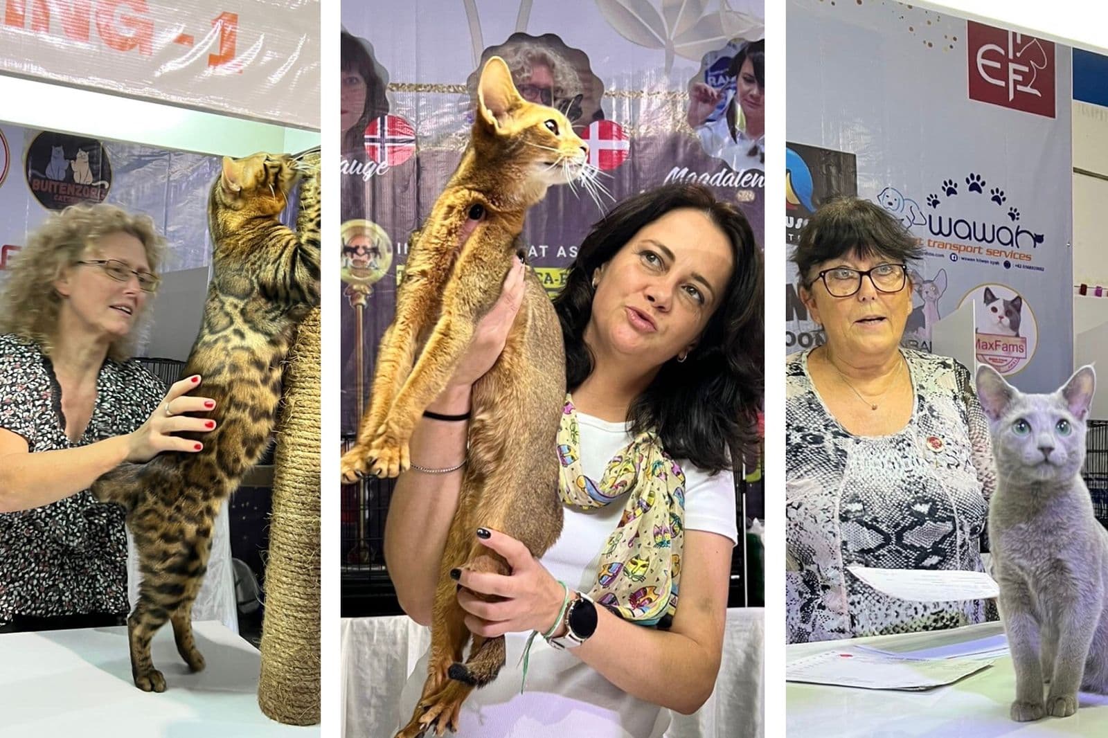 Suasana Cat Show Jakarta 2022